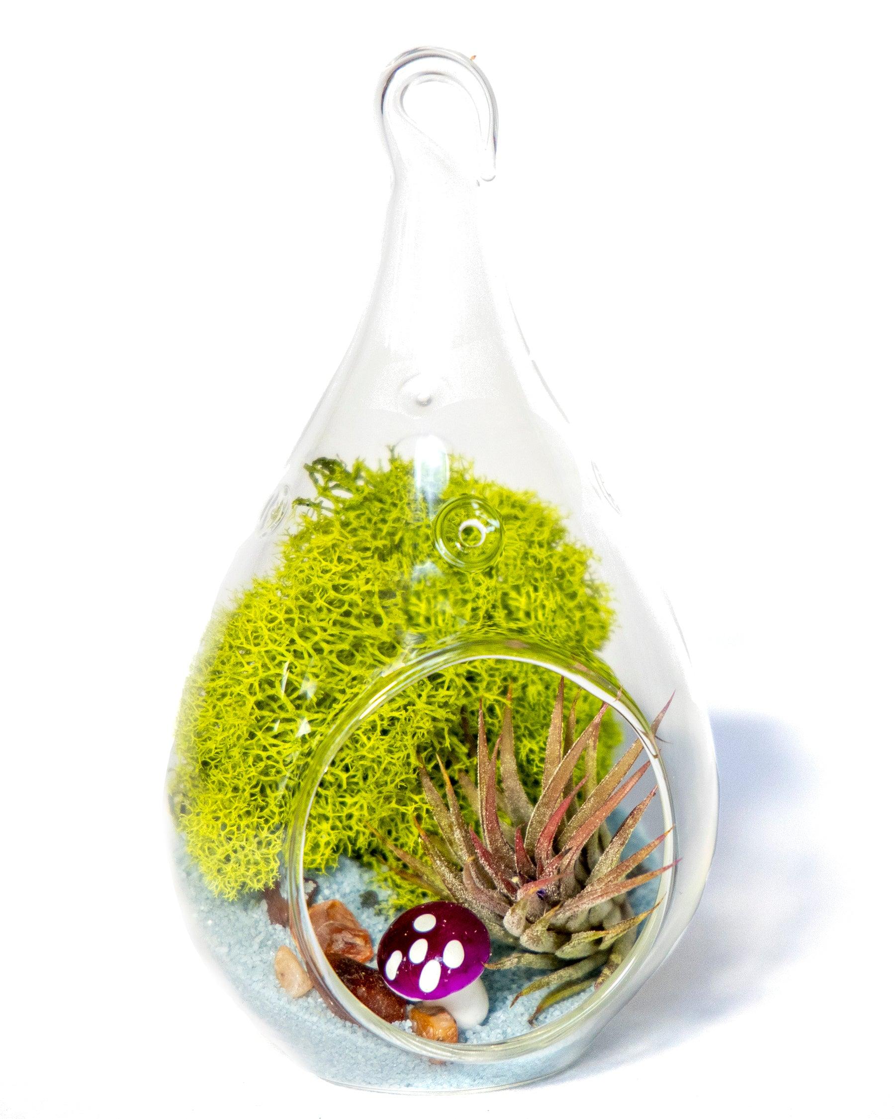 4" Glass Tear Drop Air Plant Terrarium Kit - Creations by Nathalie