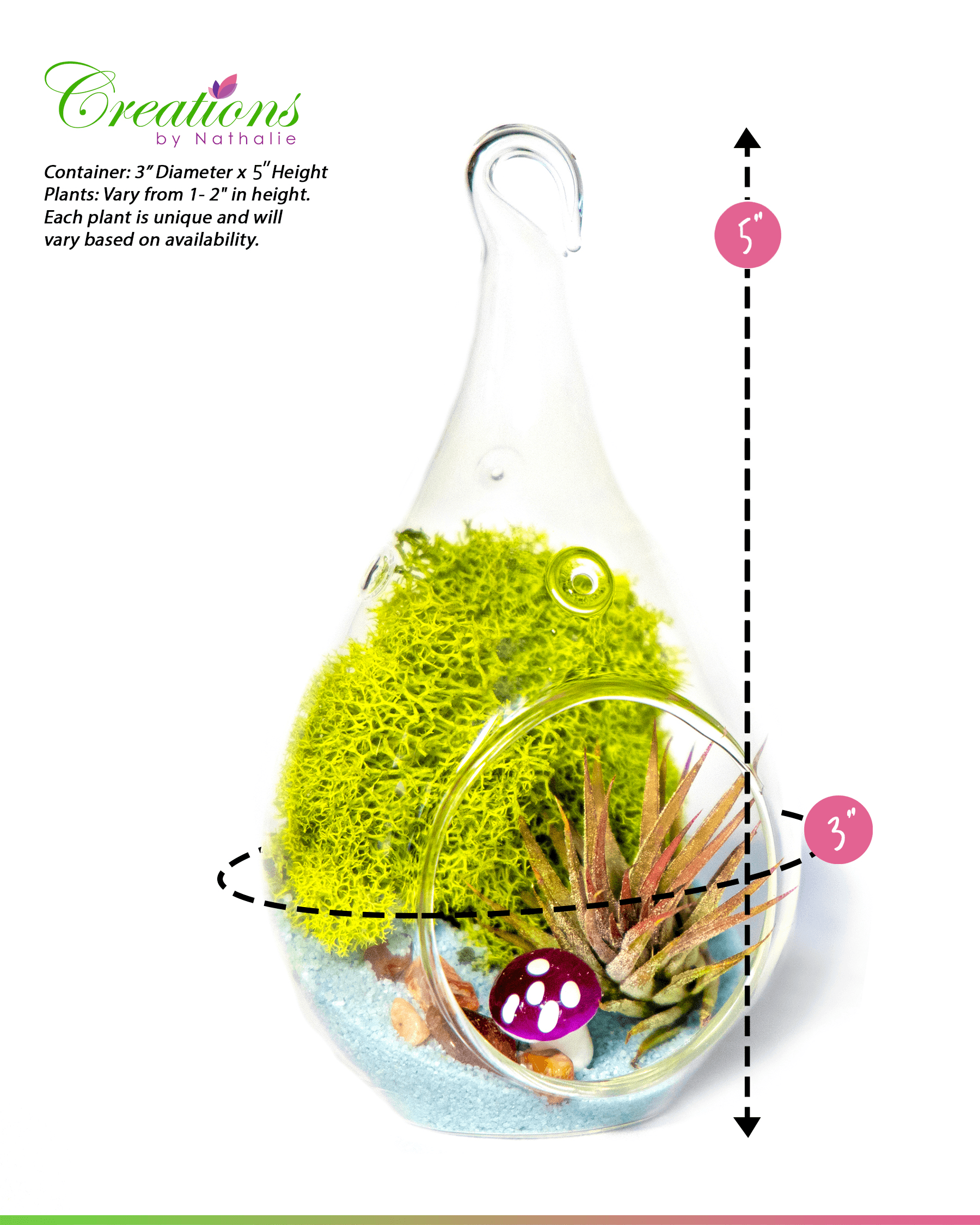 4" Glass Tear Drop Air Plant Terrarium Kit - Creations by Nathalie