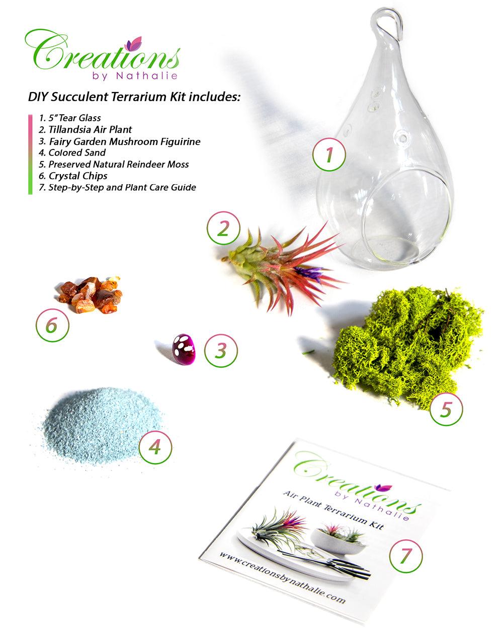 4" Glass Tear Drop Air Plant Terrarium Kit - Creations by Nathalie