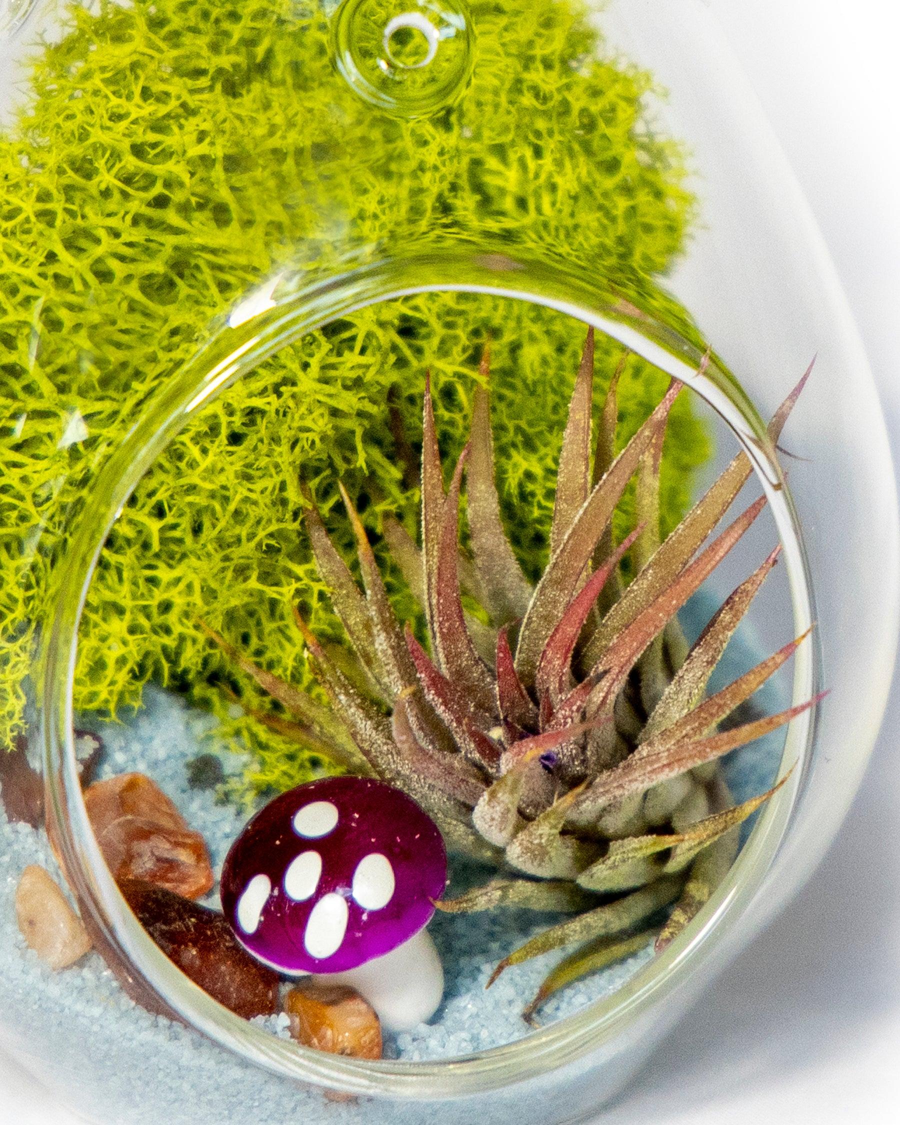 4" Glass Tear Drop Air Plant Terrarium Kit - Creations by Nathalie