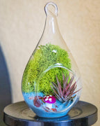 4" Glass Tear Drop Air Plant Terrarium Kit - Creations by Nathalie