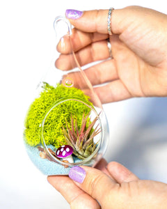 4" Glass Tear Drop Air Plant Terrarium Kit - Creations by Nathalie
