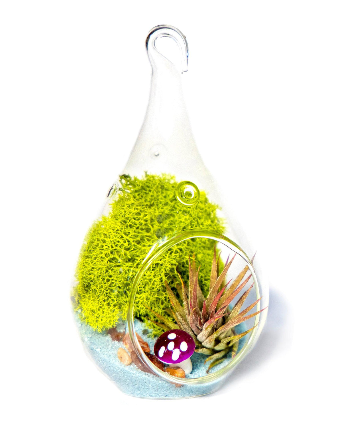 4" Glass Tear Drop Air Plant Terrarium Kit - Creations by Nathalie