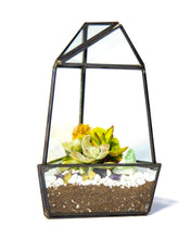 Load image into Gallery viewer, 8” Geometric Glass Obelisk Succulent Terrarium Kit - Creations by Nathalie