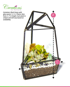 8” Geometric Glass Obelisk Succulent Terrarium Kit - Creations by Nathalie