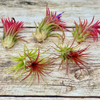 High Quality Live Air Plant Tillandsia Ionantha - Great for DIY Terrariums, Kids Activities, Fairy Gardens, Floral Arrangements - Creations by Nathalie Miami Floral Design Terrarium Orchid Succulent Air Plant