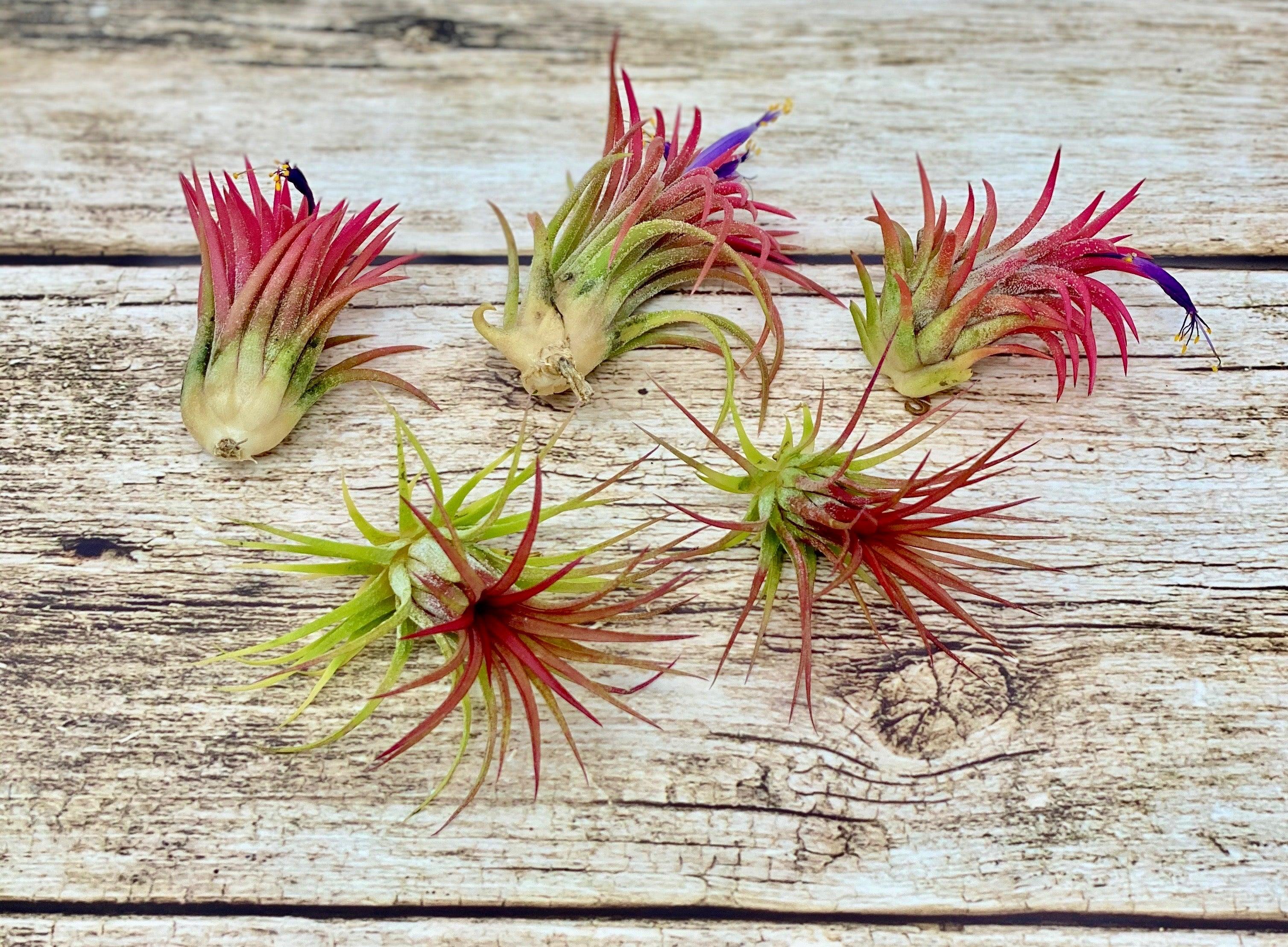 High Quality Live Air Plant Tillandsia Ionantha - Great for DIY Terrariums, Kids Activities, Fairy Gardens, Floral Arrangements - Creations by Nathalie Miami Floral Design Terrarium Orchid Succulent Air Plant