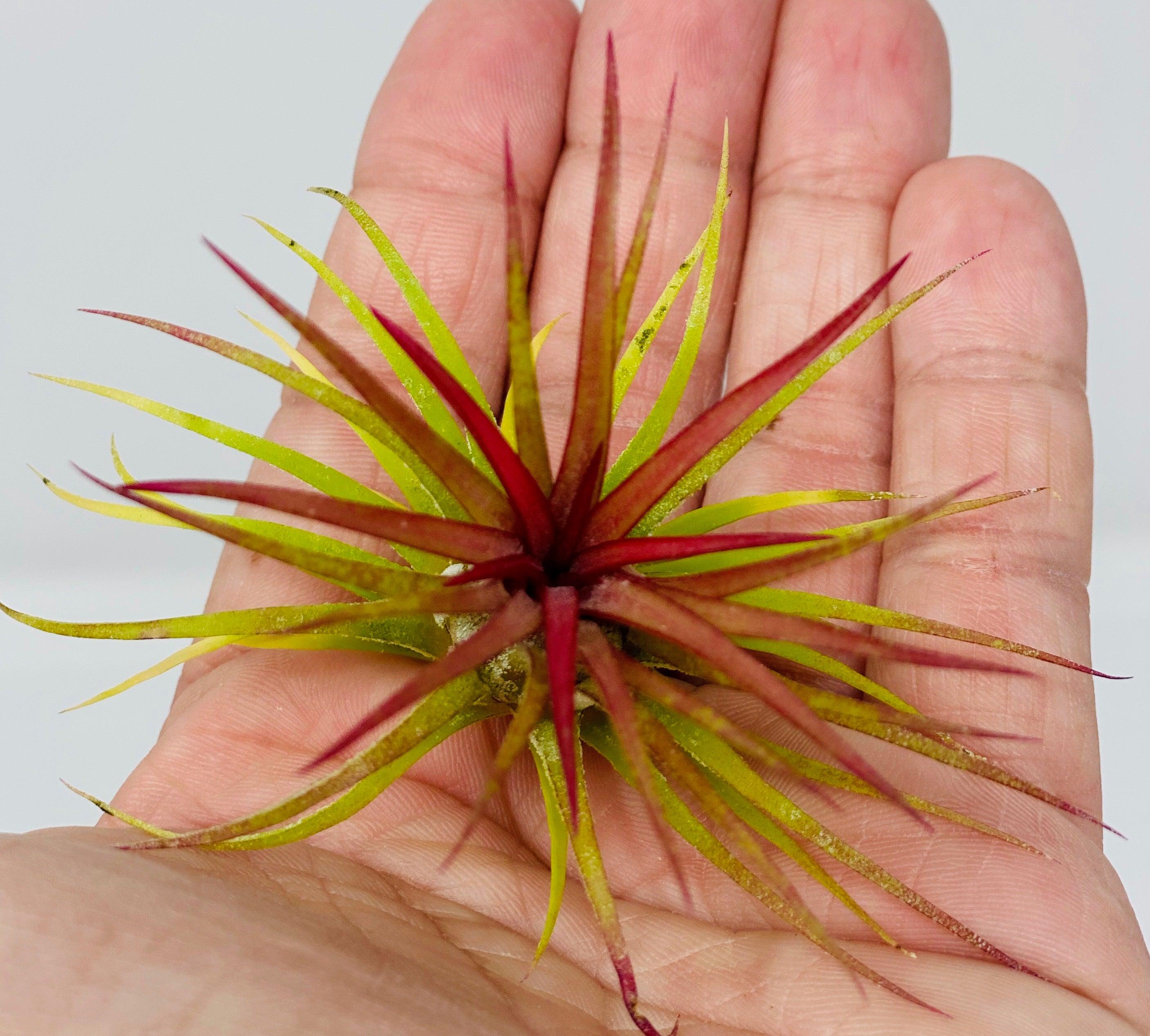 High Quality Live Air Plant Tillandsia Ionantha - Great for DIY Terrariums, Kids Activities, Fairy Gardens, Floral Arrangements - Creations by Nathalie Miami Floral Design Terrarium Orchid Succulent Air Plant