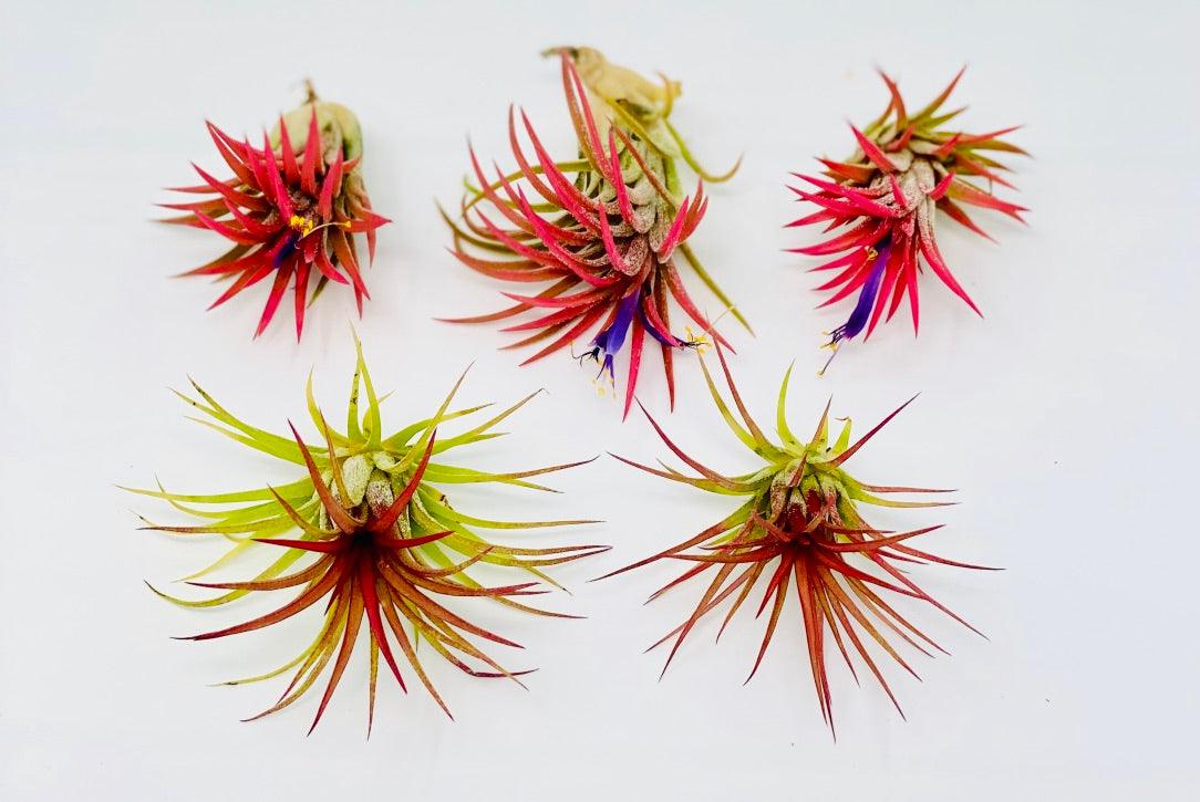 High Quality Live Air Plant Tillandsia Ionantha - Great for DIY Terrariums, Kids Activities, Fairy Gardens, Floral Arrangements - Creations by Nathalie Miami Floral Design Terrarium Orchid Succulent Air Plant