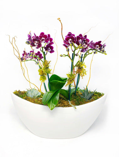 Mini Lux Boat Garden - Creations by Nathalie Miami Floral Design Terrarium Orchid Succulent Air Plant