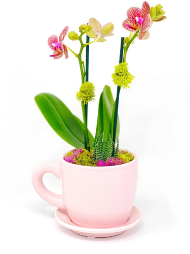 Orchid and Succulent Cafecito Cup Garden - Creations by Nathalie