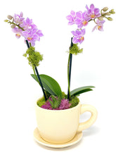 Load image into Gallery viewer, Orchid and Succulent Cafecito Cup Garden - Creations by Nathalie Miami Floral Design Terrarium Orchid Succulent Air Plant