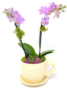 Orchid and Succulent Cafecito Cup Garden - Creations by Nathalie Miami Floral Design Terrarium Orchid Succulent Air Plant