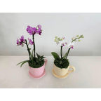 Orchid and Succulent Cafecito Cup Garden - Creations by Nathalie Miami Floral Design Terrarium Orchid Succulent Air Plant