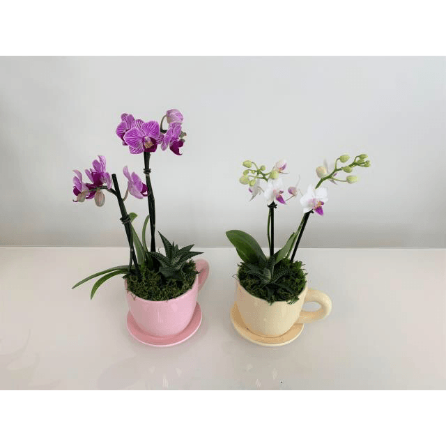 Orchid and Succulent Cafecito Cup Garden - Creations by Nathalie Miami Floral Design Terrarium Orchid Succulent Air Plant