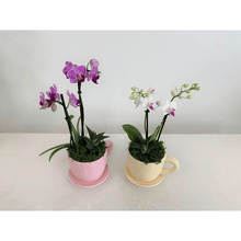 Load image into Gallery viewer, Orchid and Succulent Cafecito Cup Garden - Creations by Nathalie Miami Floral Design Terrarium Orchid Succulent Air Plant