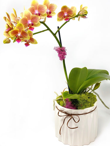 Phalaenopsis White Gift Vase - Creations by Nathalie Miami Floral Design Terrarium Orchid Succulent Air Plant